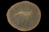 Fossil Shrimp (Peachocaris) Nodule - Illinois #142483-1